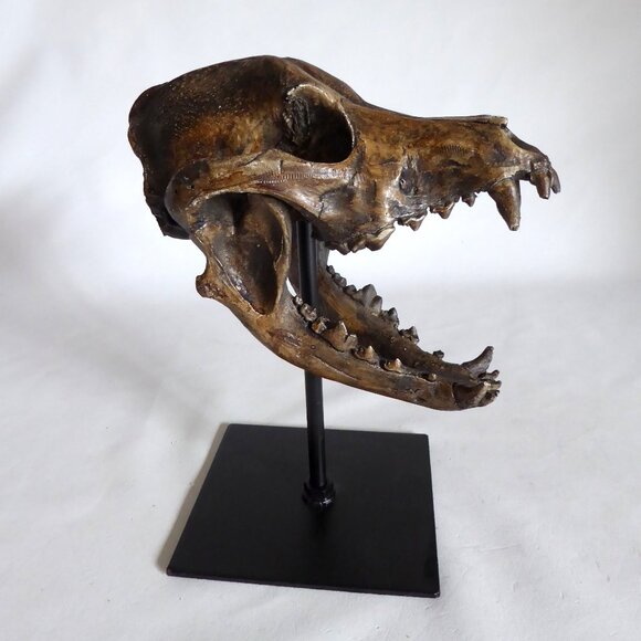 Other - NEW REPLICA DIRE WOLF SKULL ON METAL BASE GOTHIC ODDITY SCULPTURE